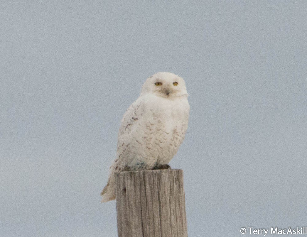 Snowy Owl - ML135723071