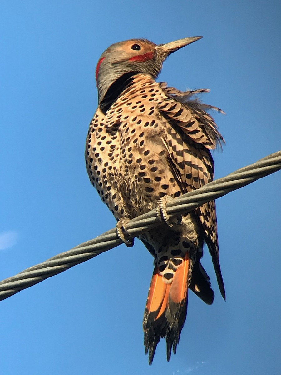 Northern Flicker - Andrew Ford