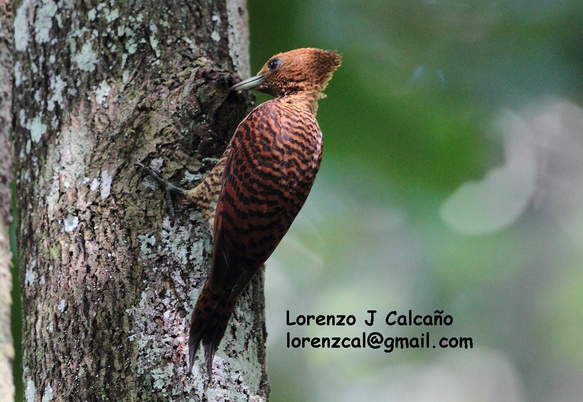 Waved Woodpecker (Waved) - Lorenzo Calcaño