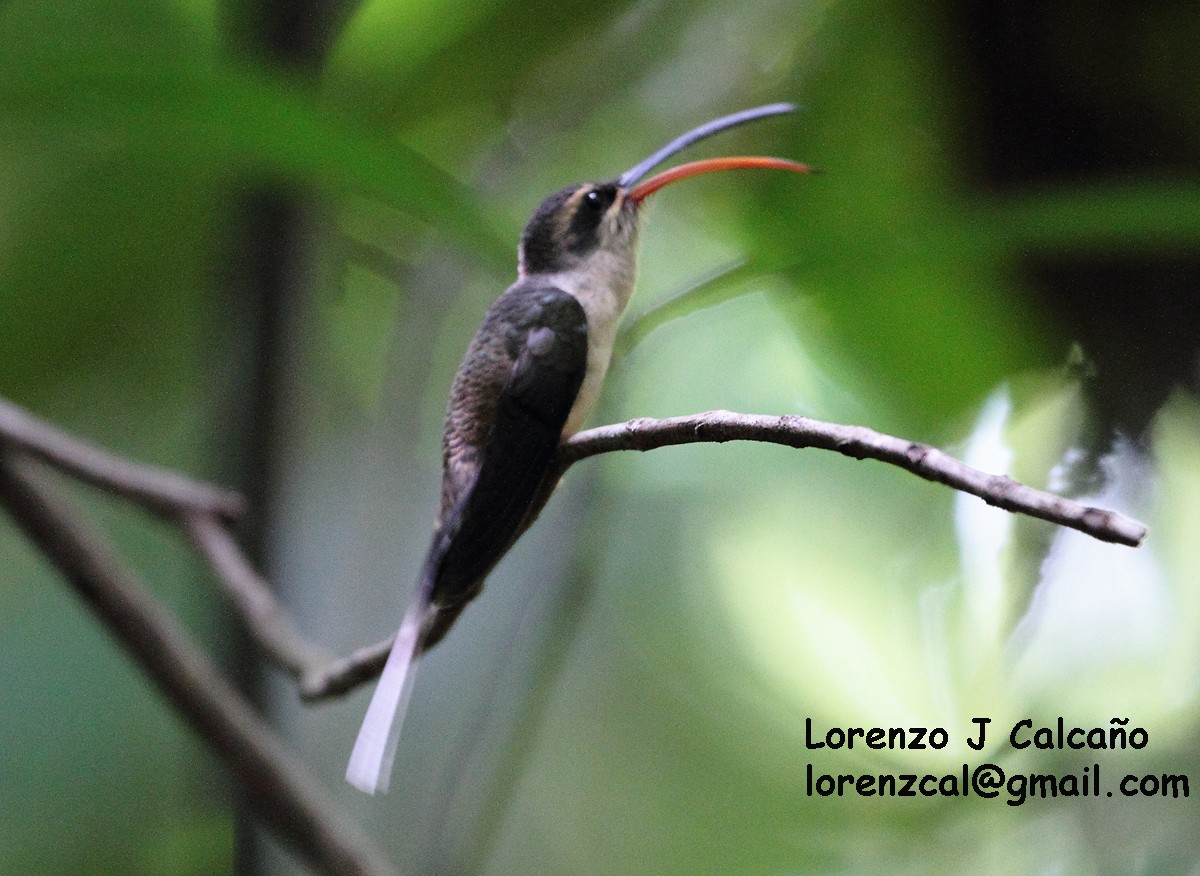 Long-tailed Hermit - Lorenzo Calcaño