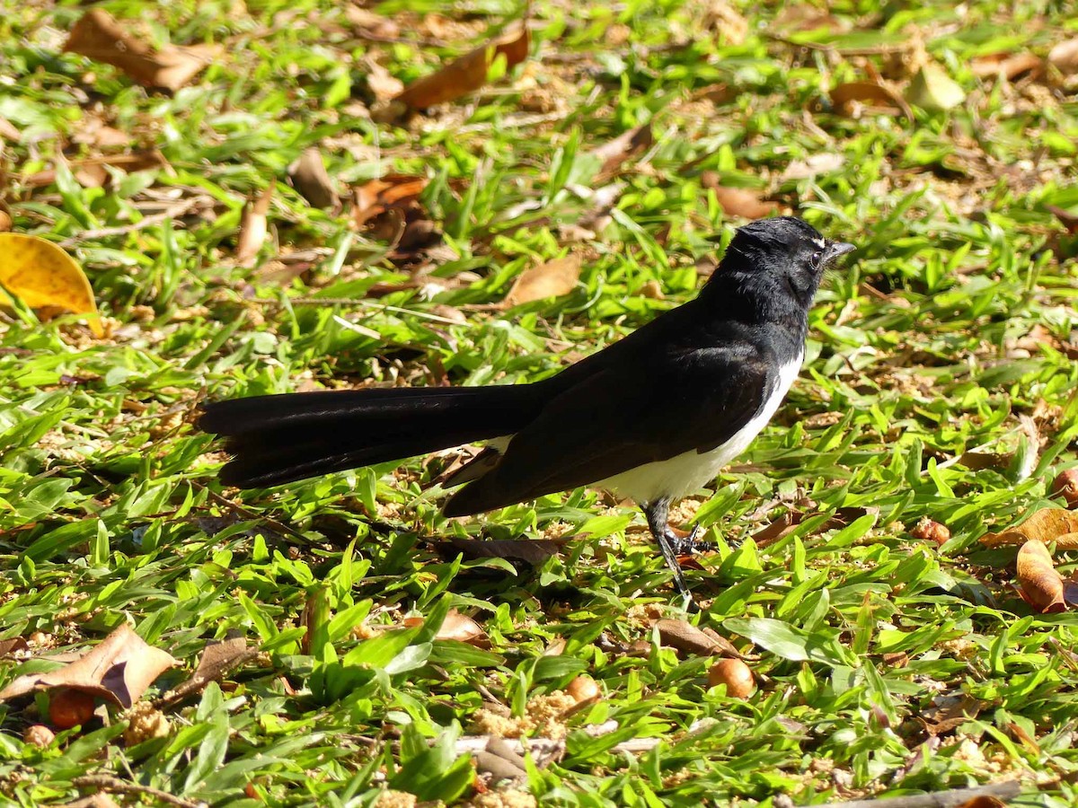 Willie-wagtail - Larry Zirlin