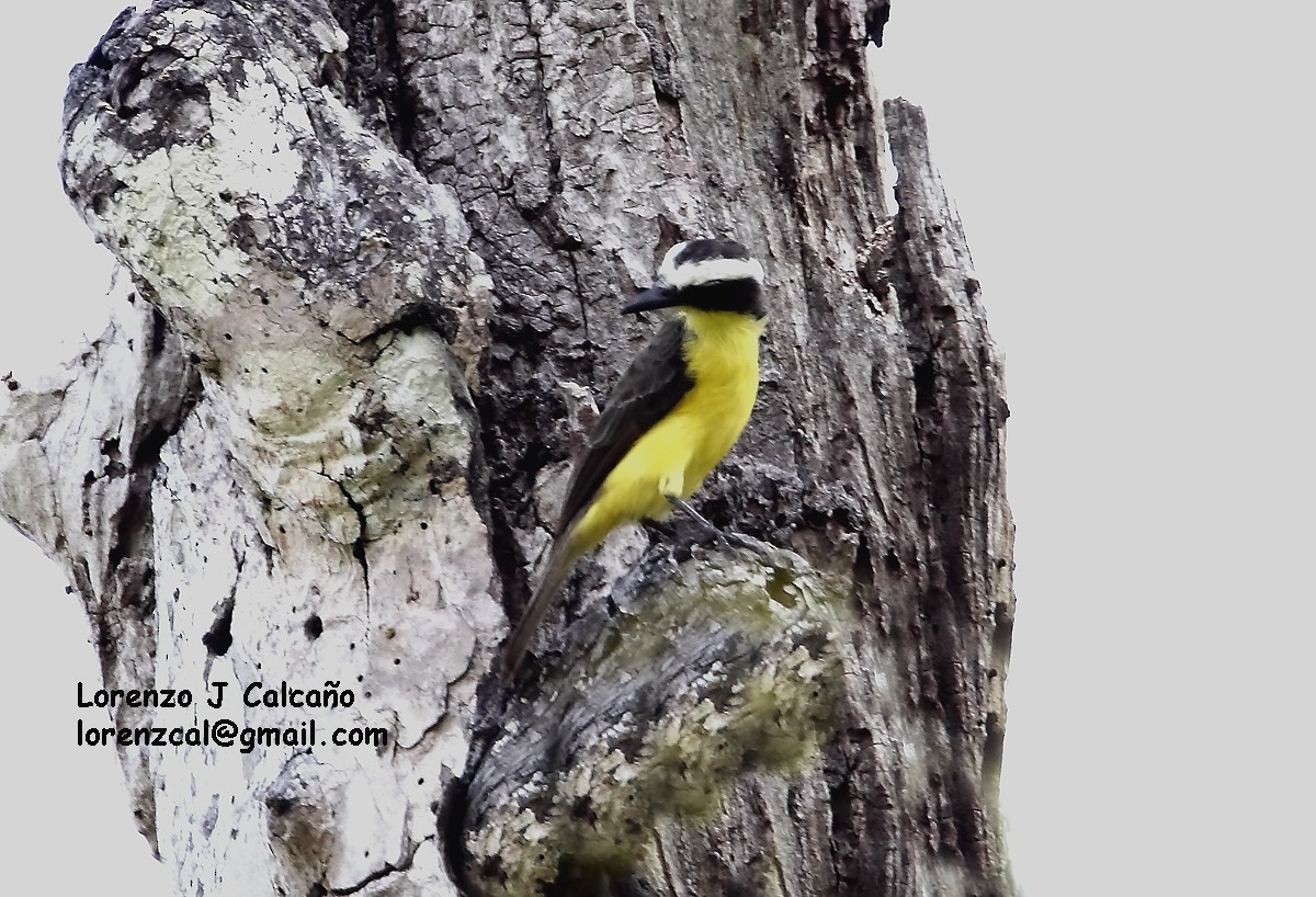 Yellow-throated Flycatcher - Lorenzo Calcaño