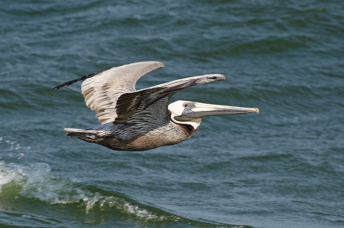Brown Pelican - Keith Bowers