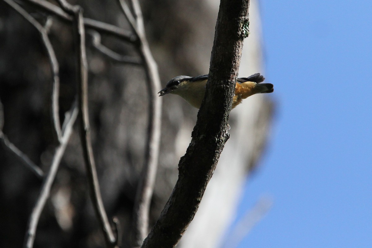 White-tailed Nuthatch - ML135730811