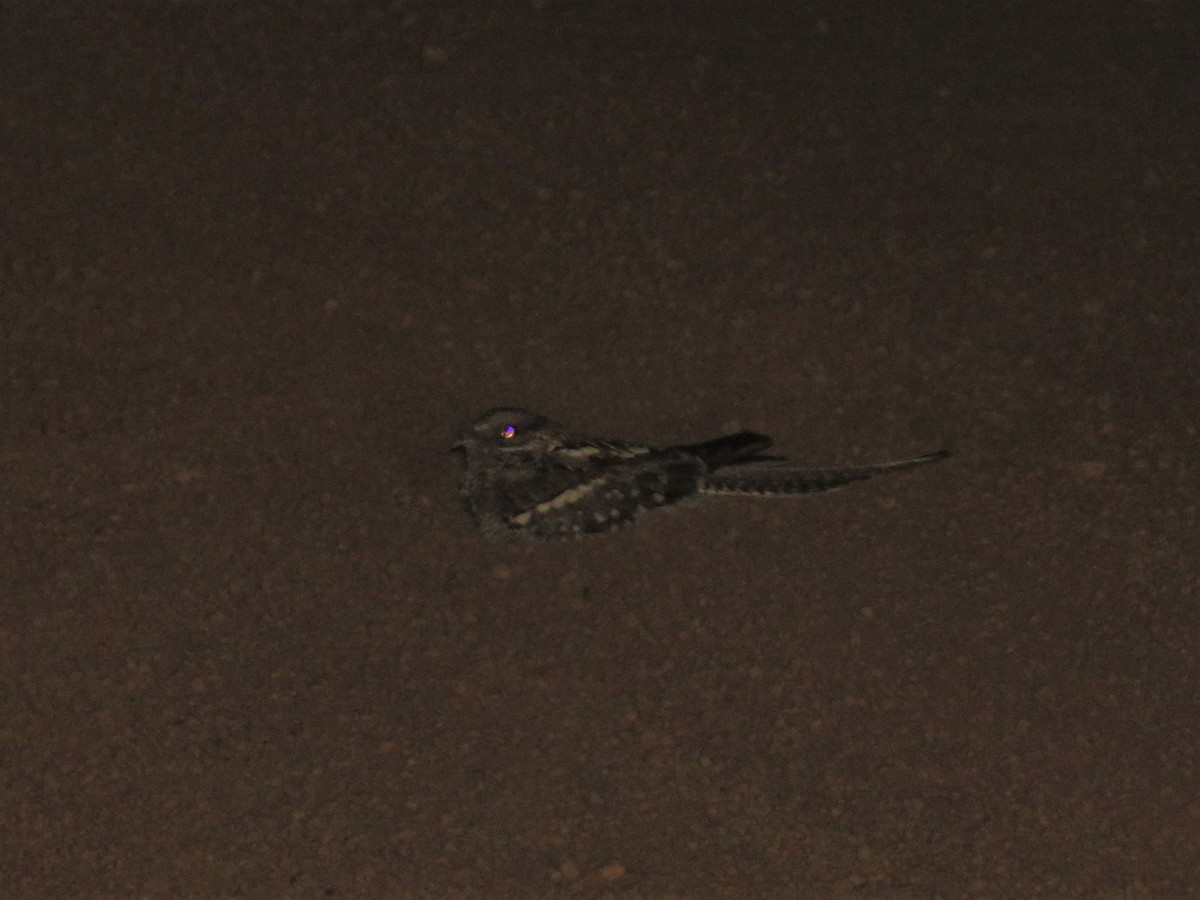 Long-tailed Nightjar - Hugo Foxonet