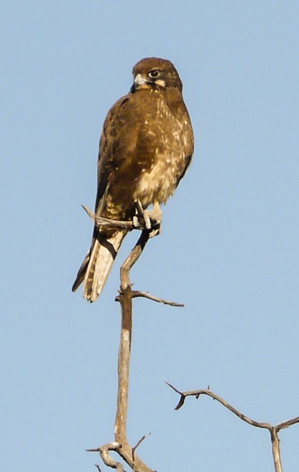 Brown Falcon - Narca Moore