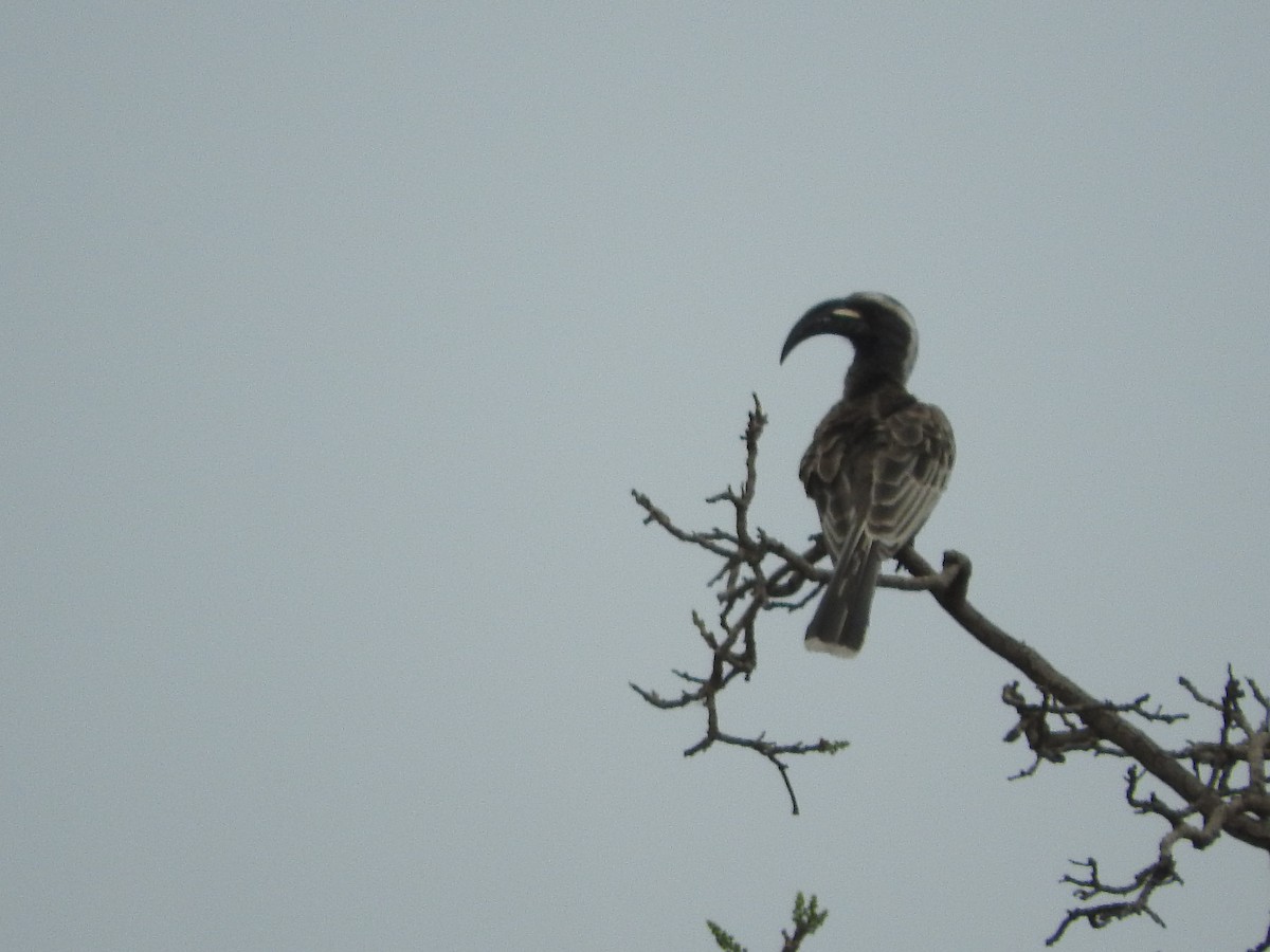 African Gray Hornbill - ML135735821