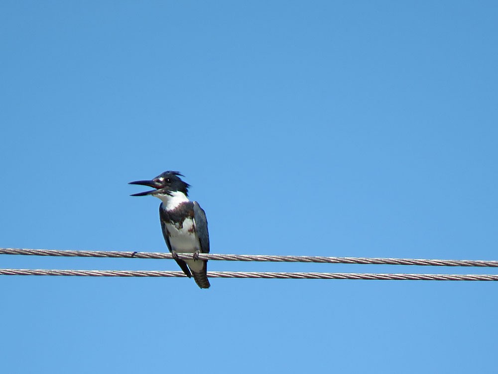 Belted Kingfisher - ML135736851