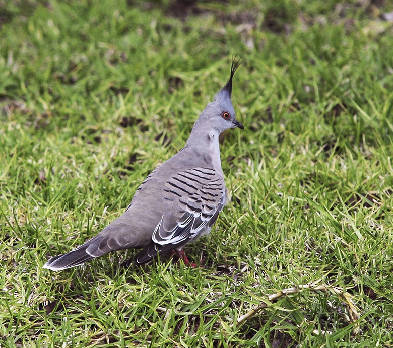 Crested Pigeon - Narca Moore