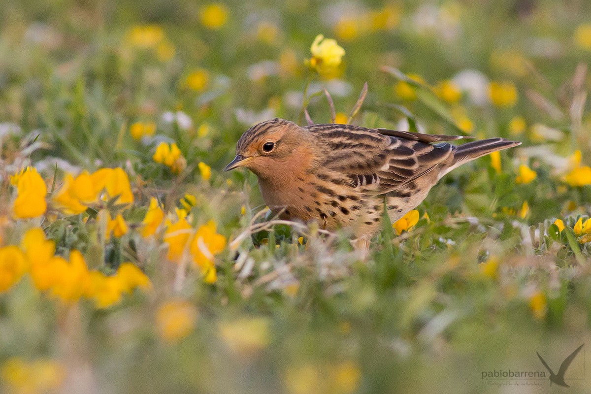 Red-throated Pipit - ML135739201