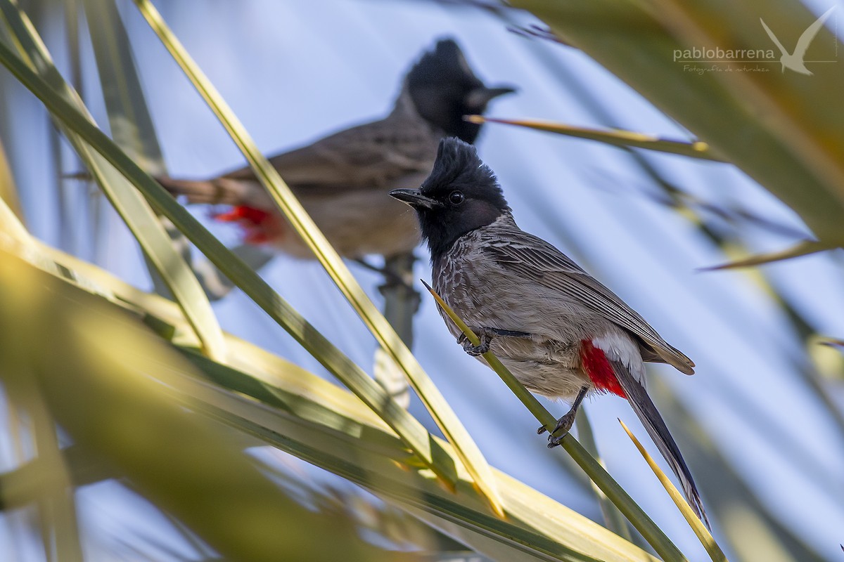Red-vented Bulbul - ML135740131