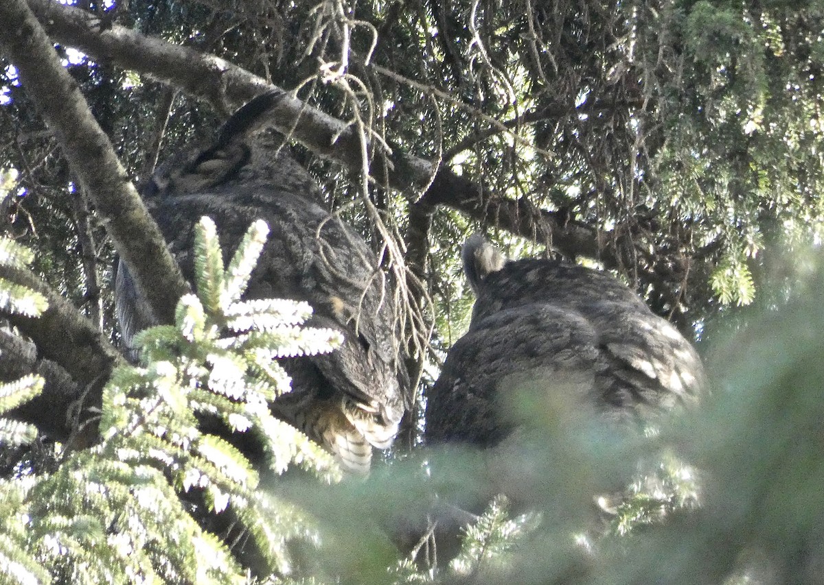 Great Horned Owl - ML135741311