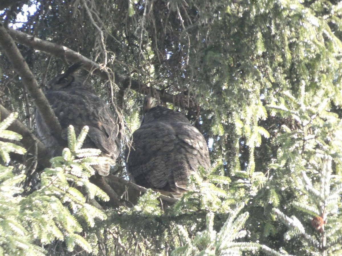 Great Horned Owl - ML135741861