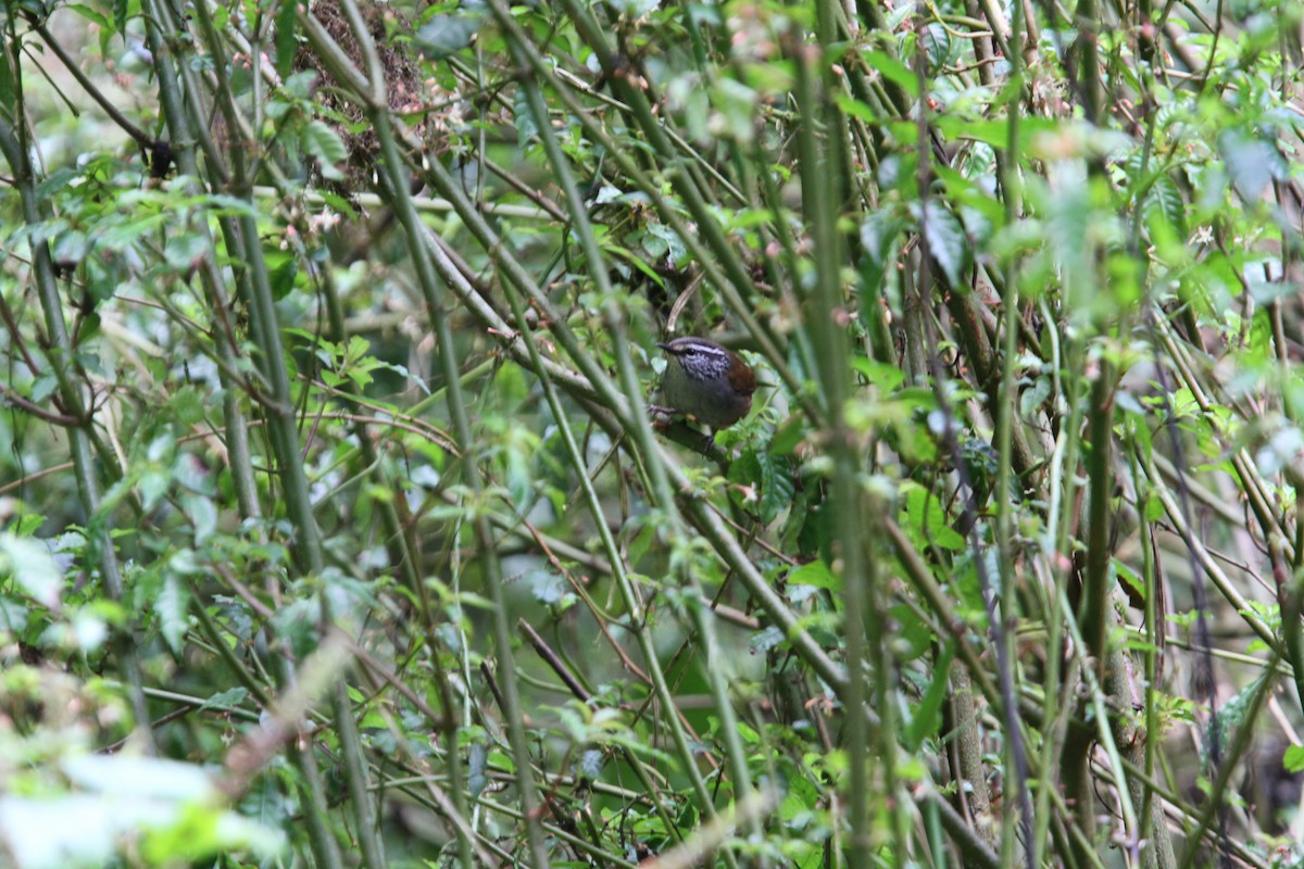 Gray-breasted Wood-Wren (Central American) - ML135743341