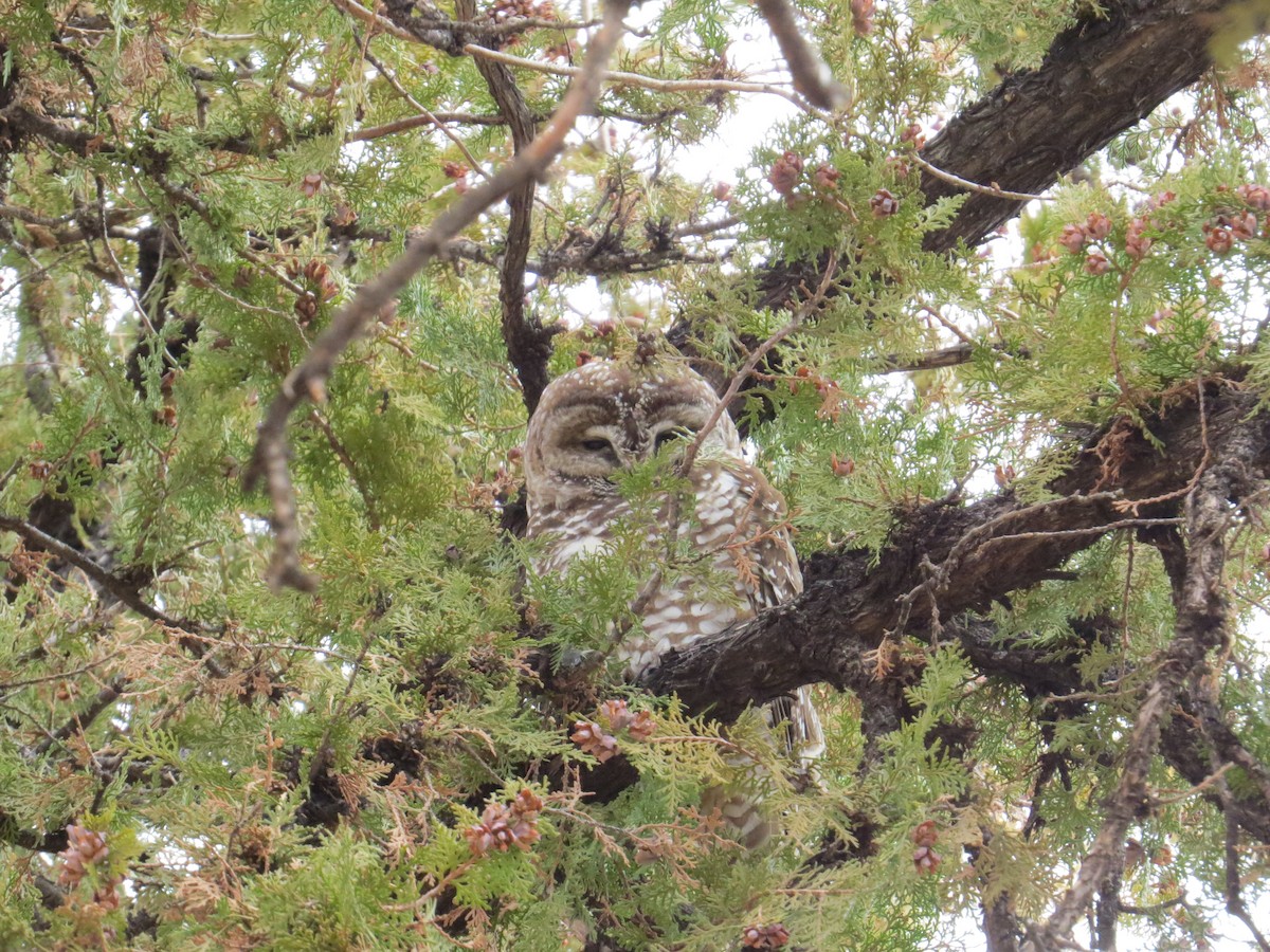 Spotted Owl - Chandler Sonafrank