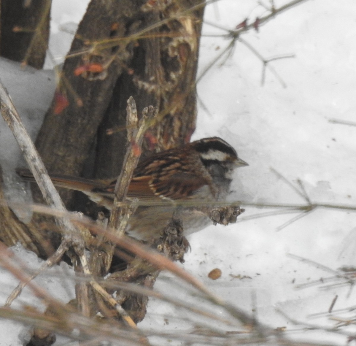 White-throated Sparrow - ML135744741
