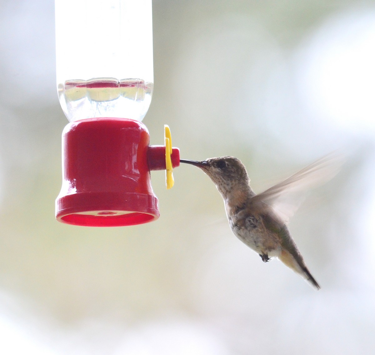 Calliope Hummingbird - Debra Babin