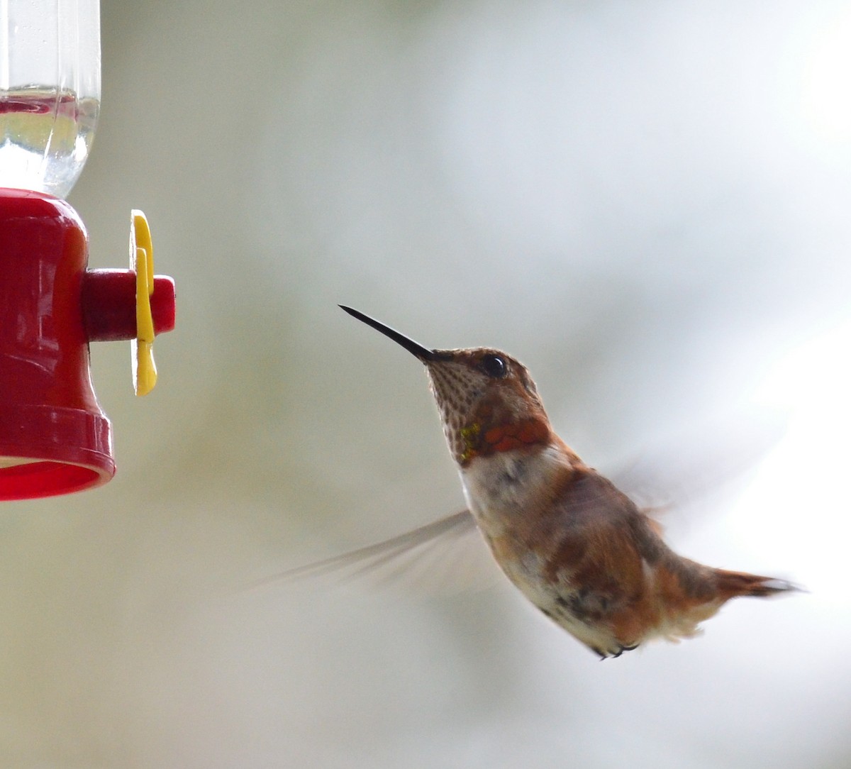 Rufous Hummingbird - Debra Babin