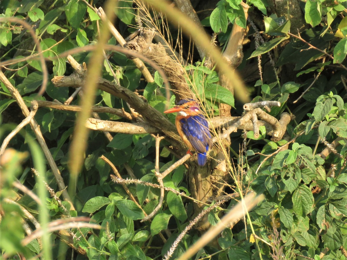 African Pygmy Kingfisher - Hugo Foxonet