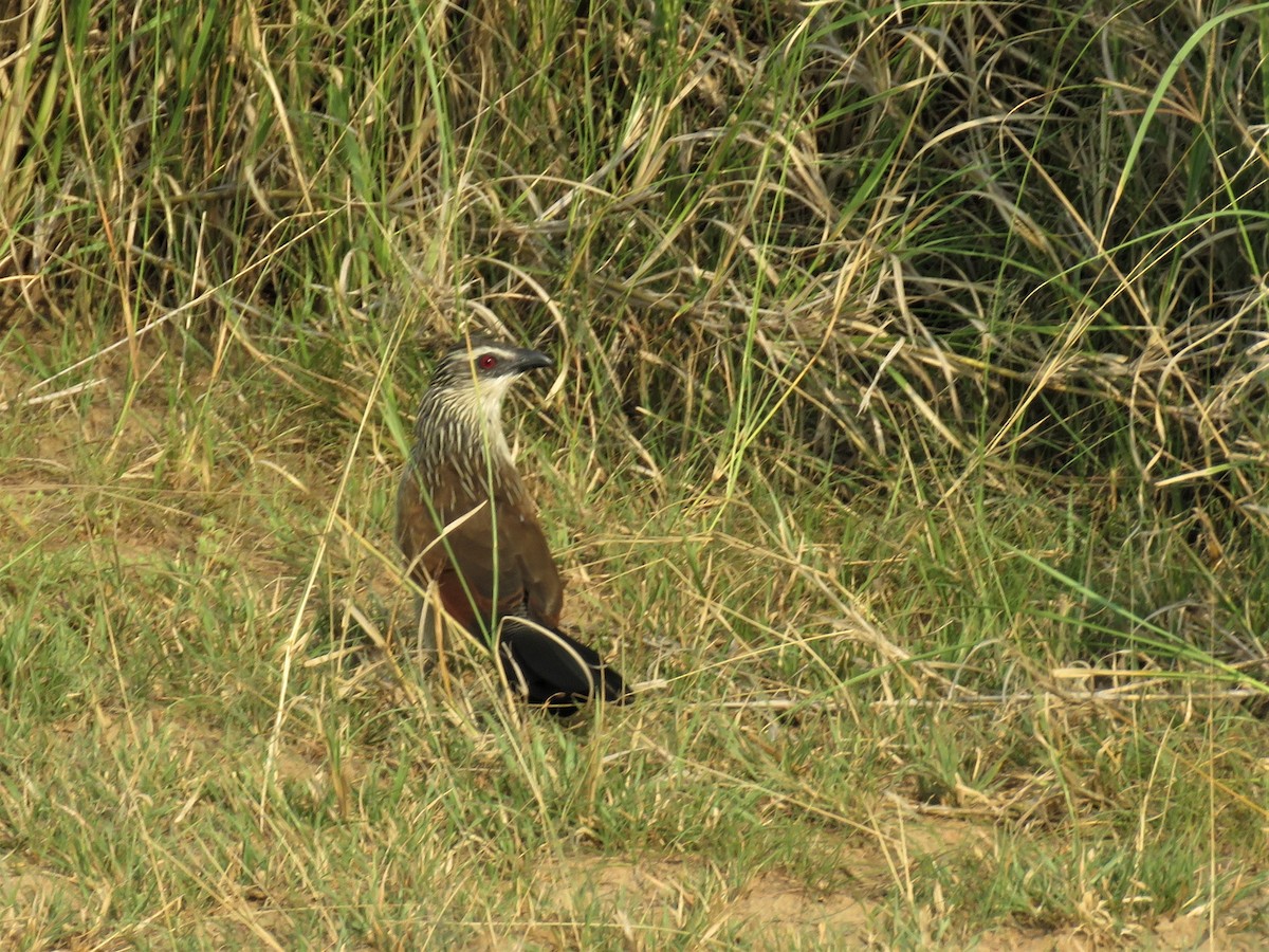 White-browed Coucal - ML135748551