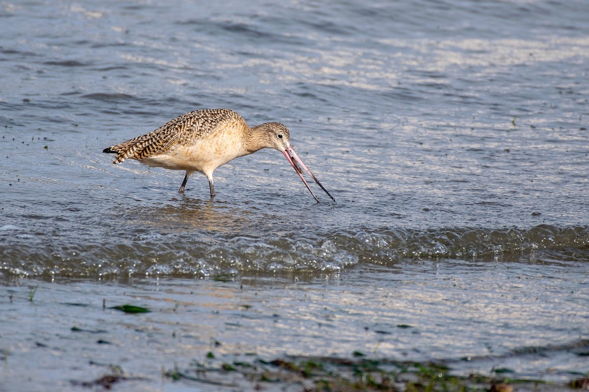 Marbled Godwit - Nathan McCall