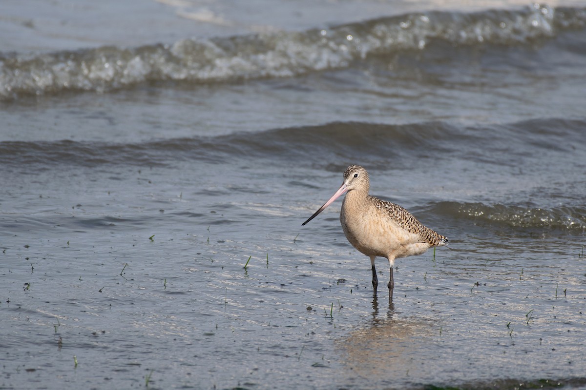 Marbled Godwit - Nathan McCall