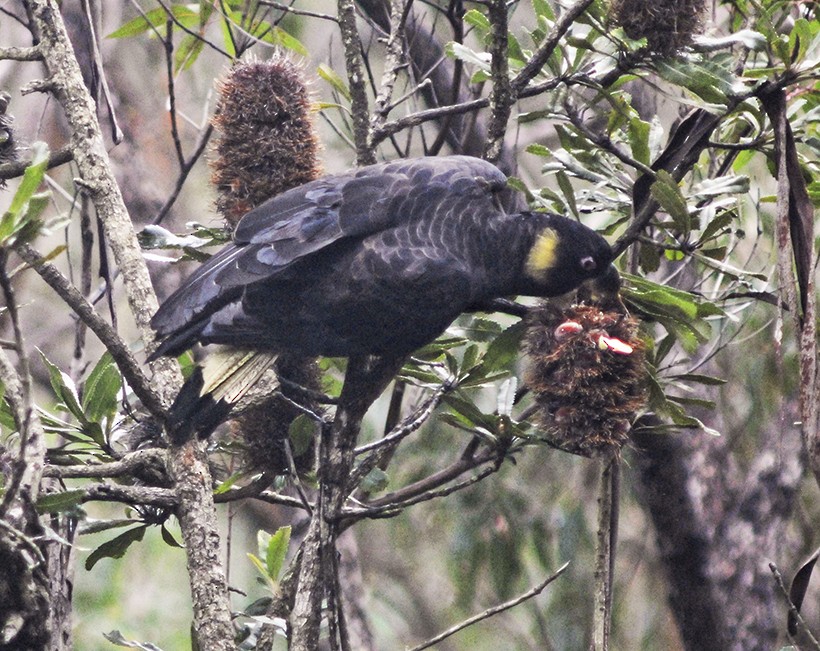 Yellow-tailed Black-Cockatoo - ML135750401
