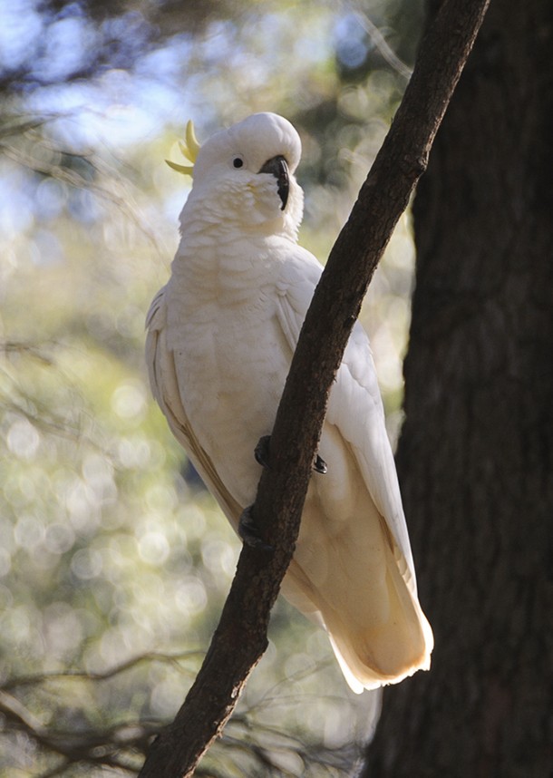 Sulphur-crested Cockatoo - Narca Moore