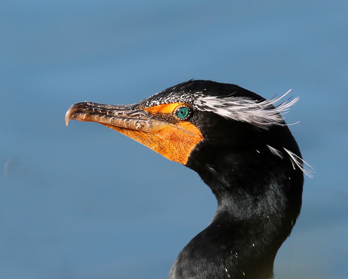 Double-crested Cormorant - Marceline VandeWater