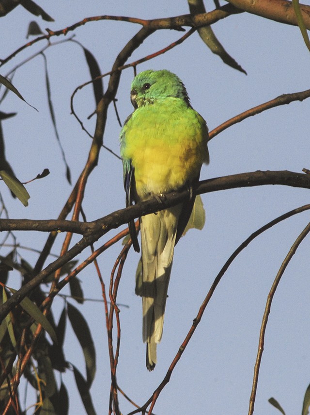 Red-rumped Parrot - ML135751881