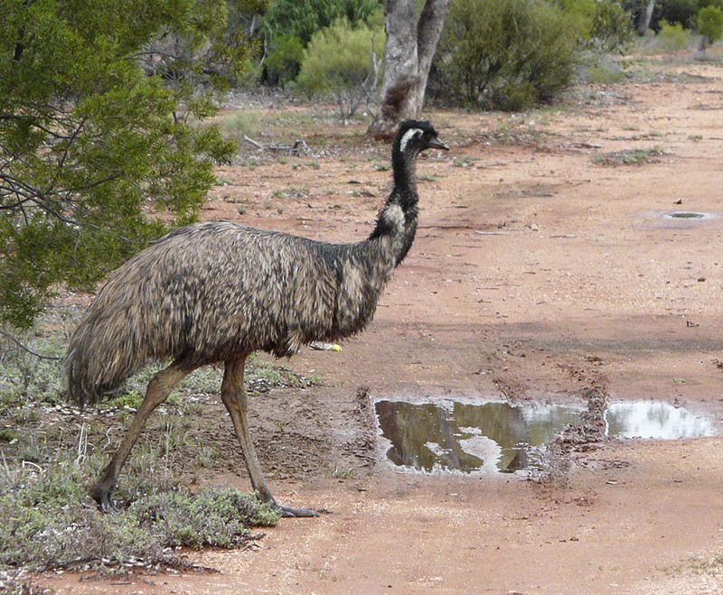 emu hnědý - ML135752141