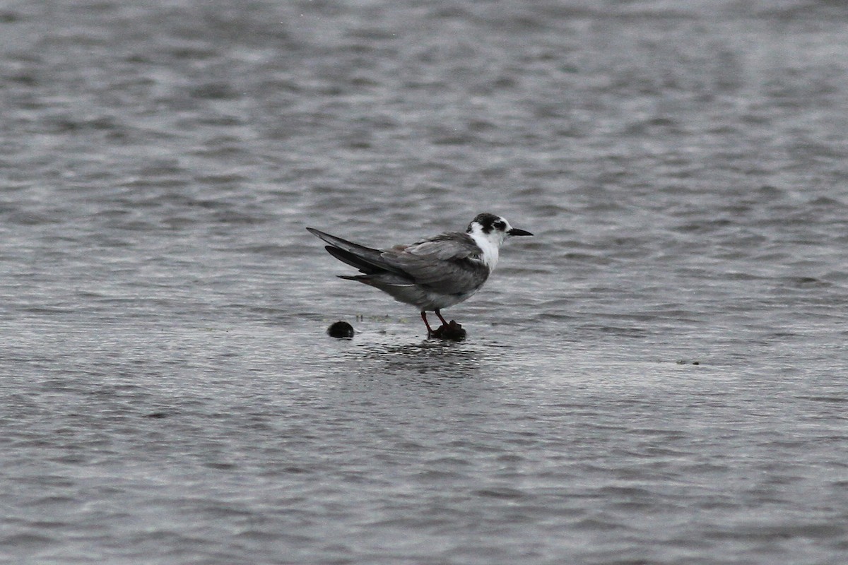 White-winged Tern - Michael McCloy