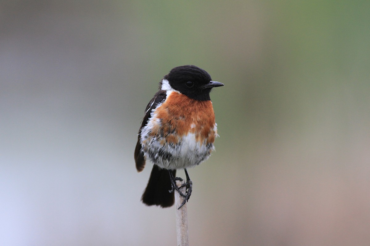 African Stonechat - ML135755771