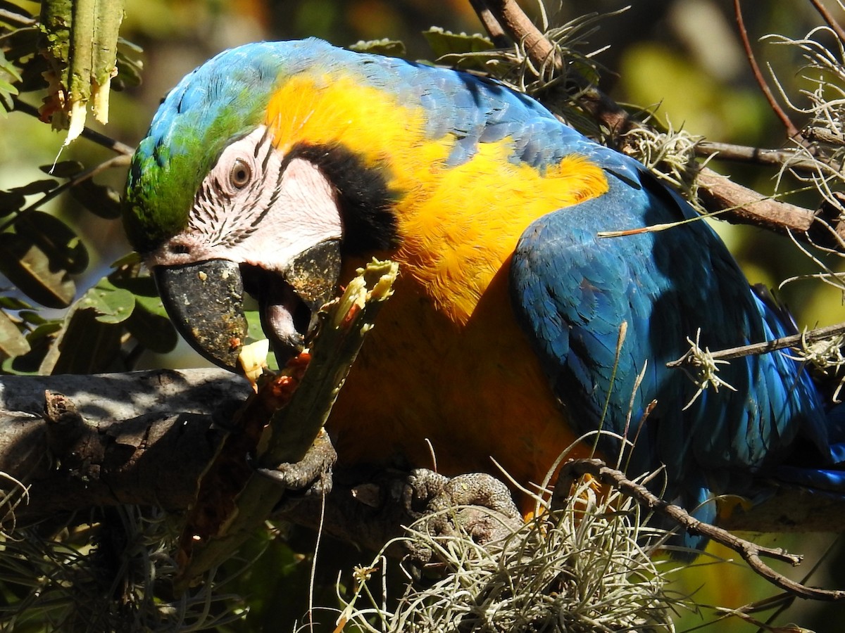 Blue-and-yellow Macaw - ML135756241