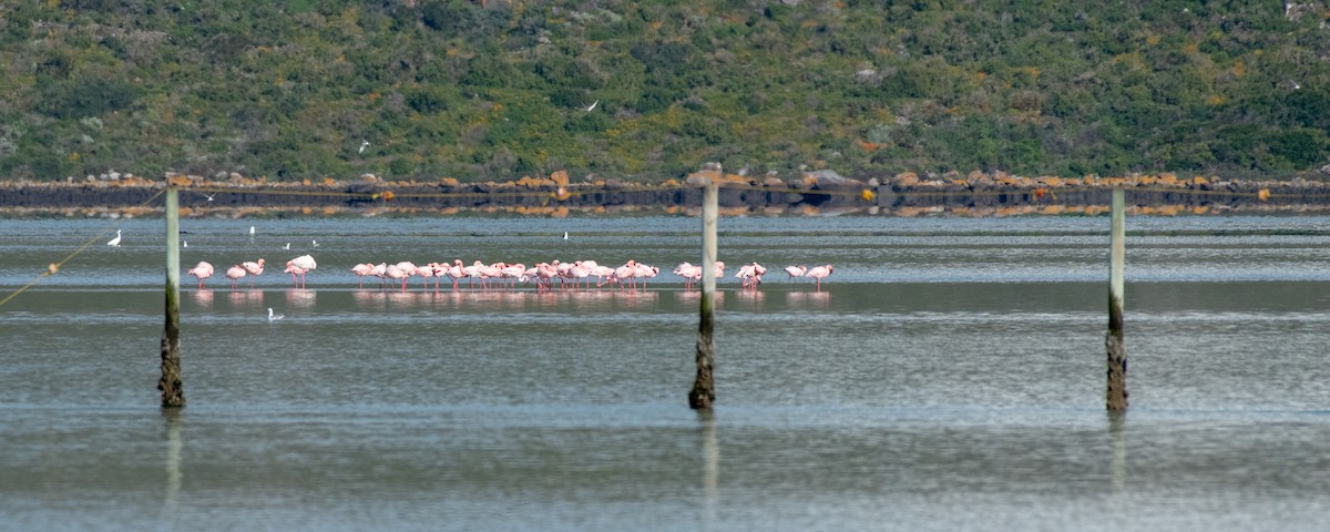 Lesser Flamingo - ML135756821