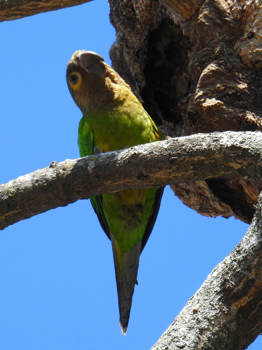 Brown-throated Parakeet - Fernando Nunes