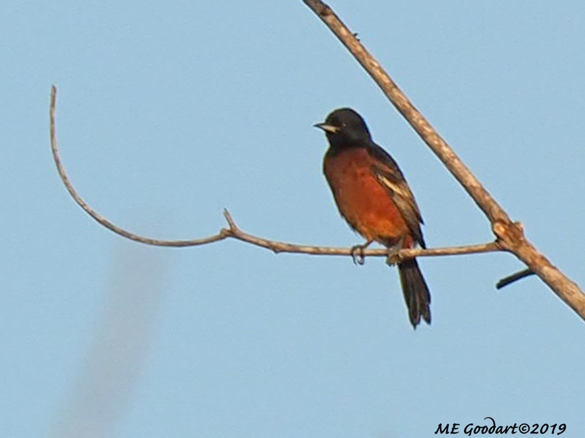 Orchard Oriole - ML135757571