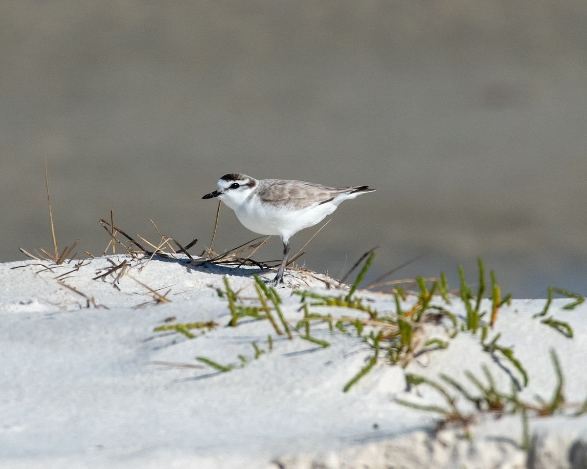 White-fronted Plover - ML135757601
