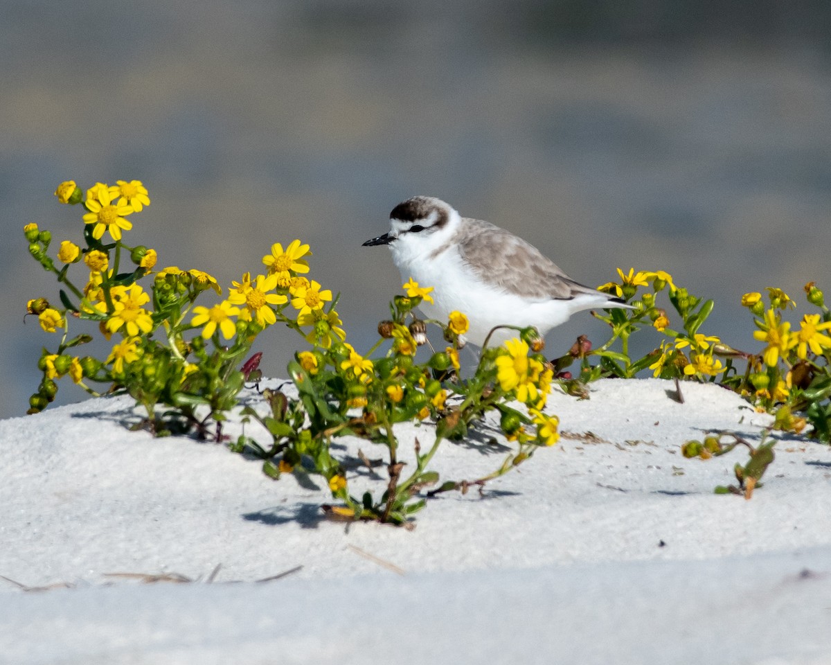 White-fronted Plover - ML135757611