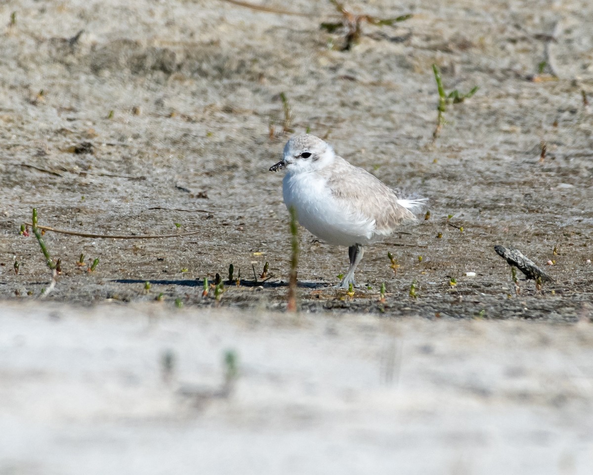 White-fronted Plover - ML135757621
