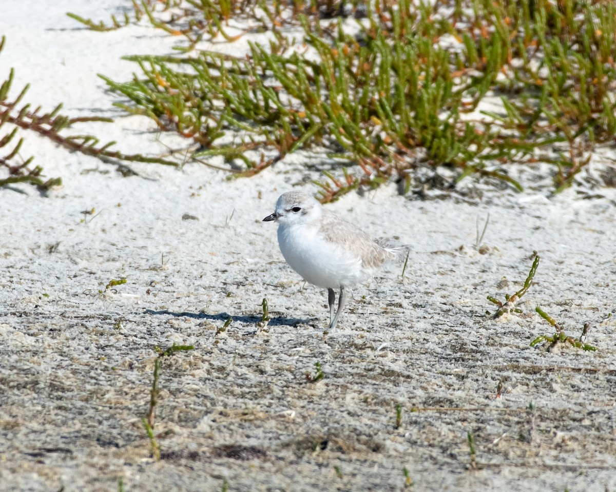 White-fronted Plover - ML135757631