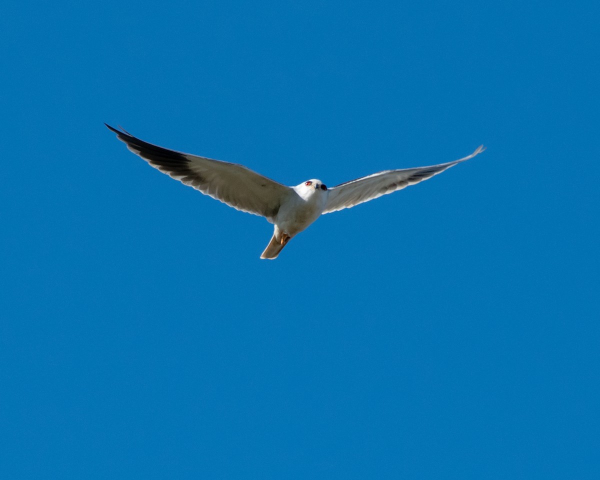 Black-winged Kite - ML135757891