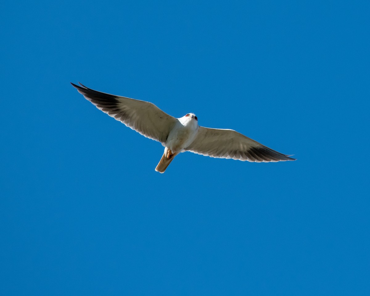 Black-winged Kite - ML135757911