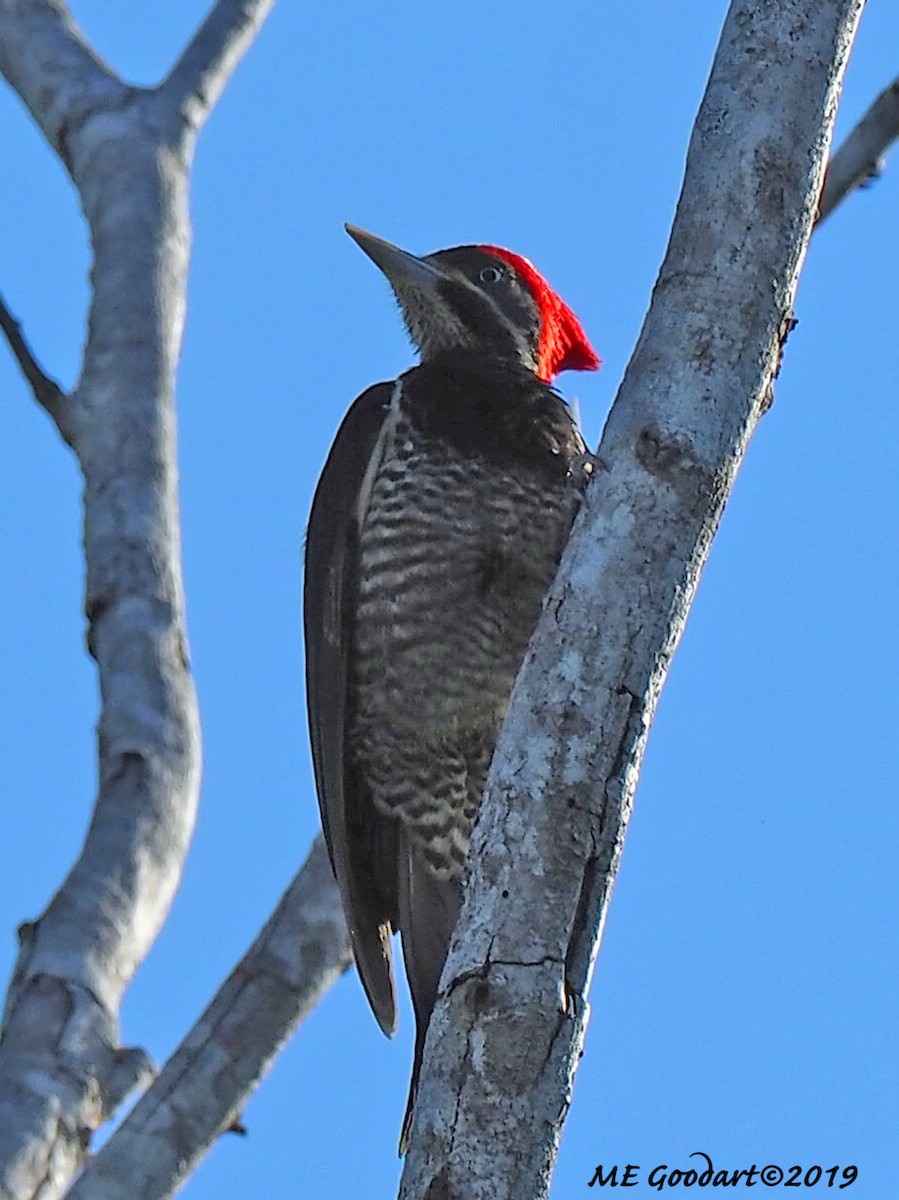 Lineated Woodpecker - ML135759341