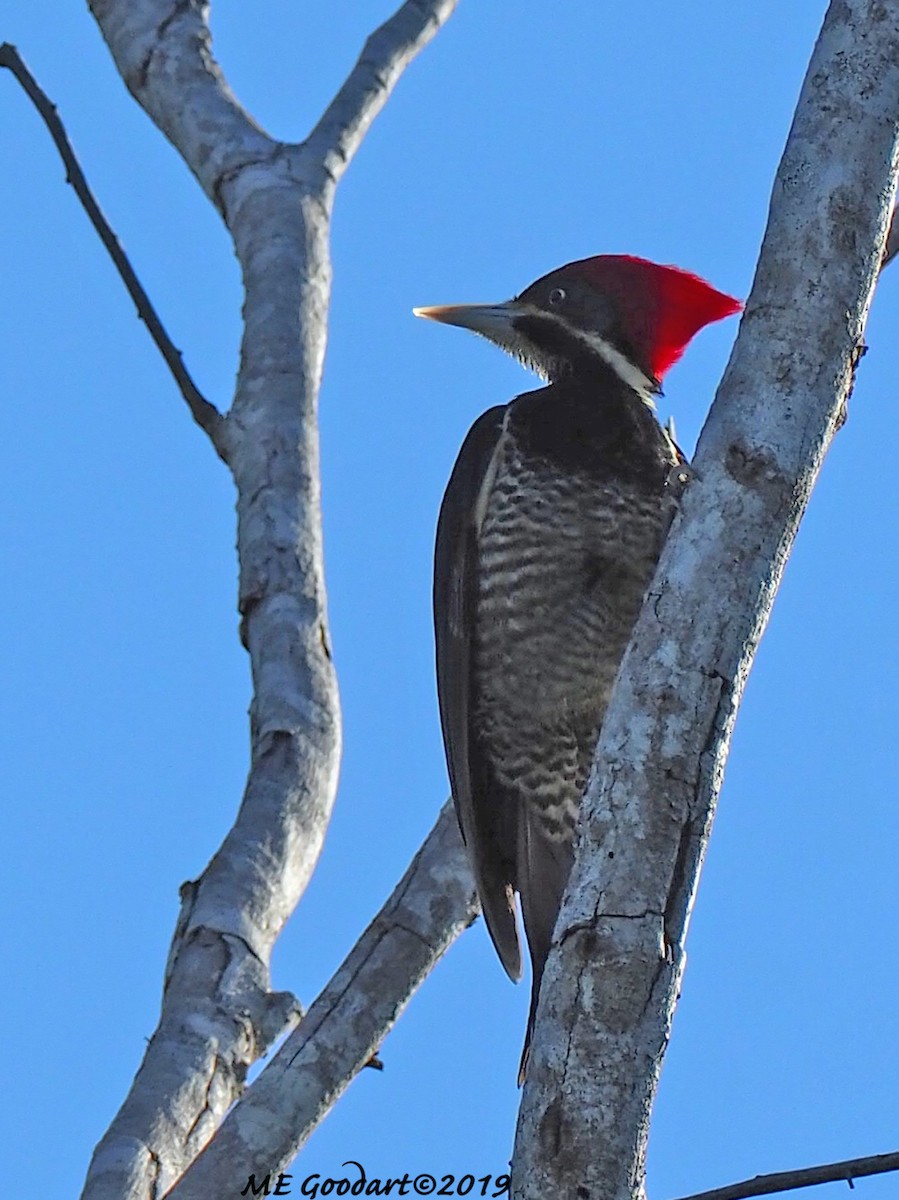 Lineated Woodpecker - ML135759351