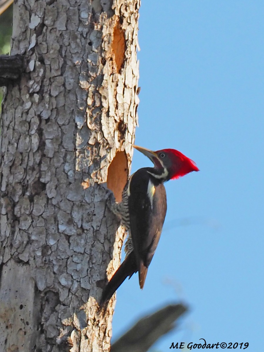Lineated Woodpecker - ML135759371