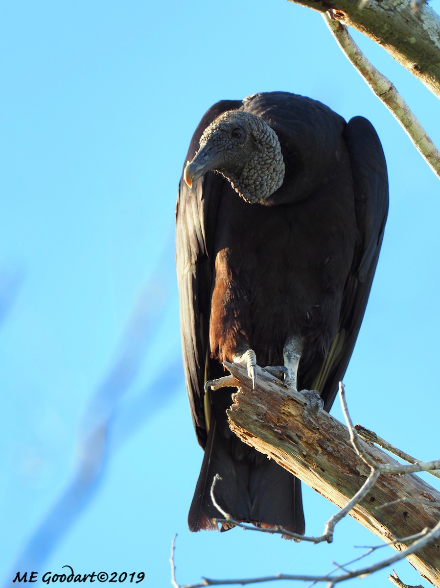 Black Vulture - Mary Goodart