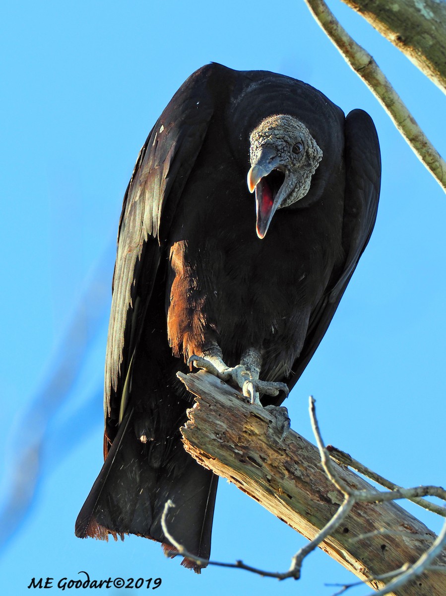 Black Vulture - ML135759581
