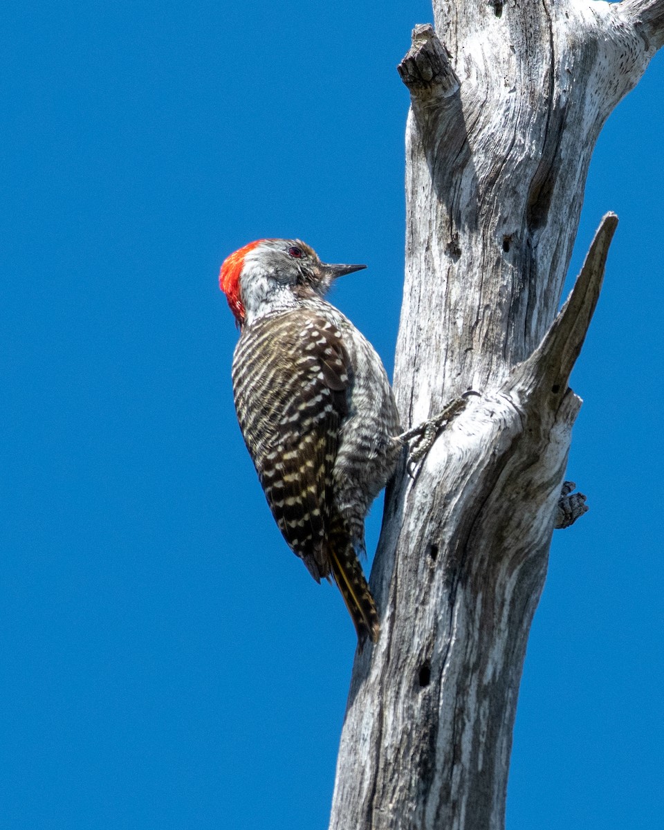 Cardinal Woodpecker - Hank Davis