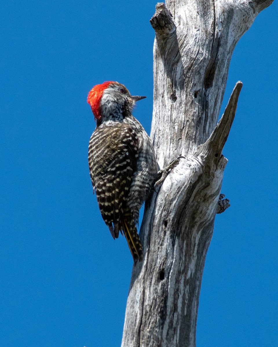 Cardinal Woodpecker - ML135760351